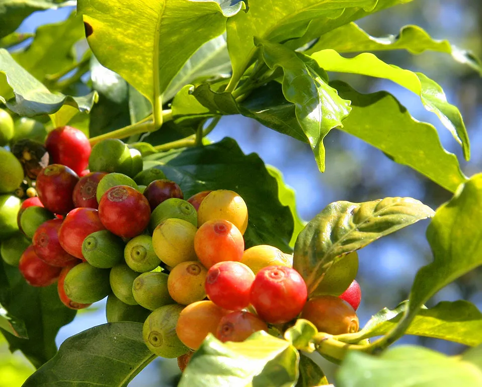 Red coffee cherries growing on a Himalayan-altitude farm.